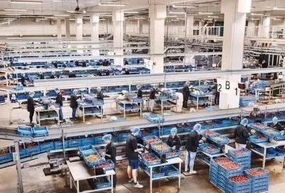 弹丸小国荷兰 农业技术先进到令世界敬畏